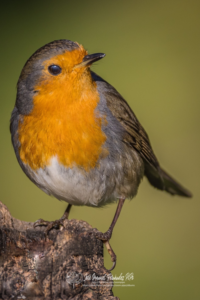 51042954006_9a0b0e6b6c_or