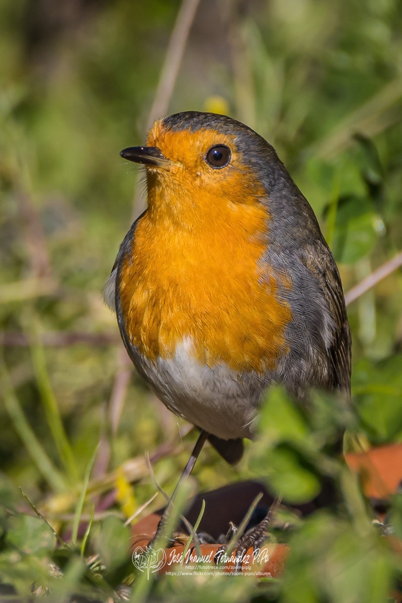 51042954816_86293e84ef_or