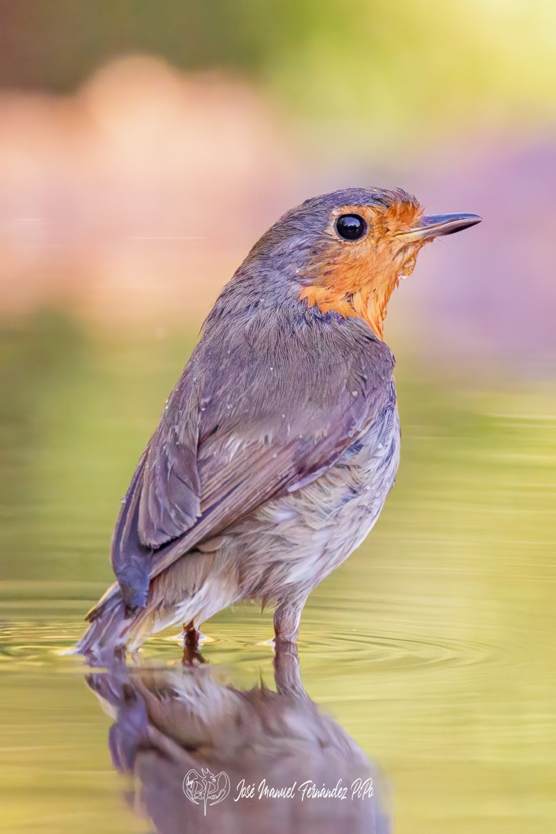 PiPo_540343-Editarrlr