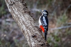 Pico Picapinos. Dendrocopos Major.