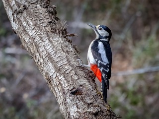 Pico Picapinos. Dendrocopos Major