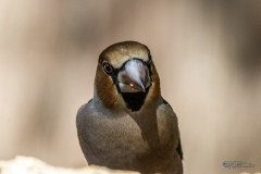 Picogordo. Coccothraustes Coccothraustes.