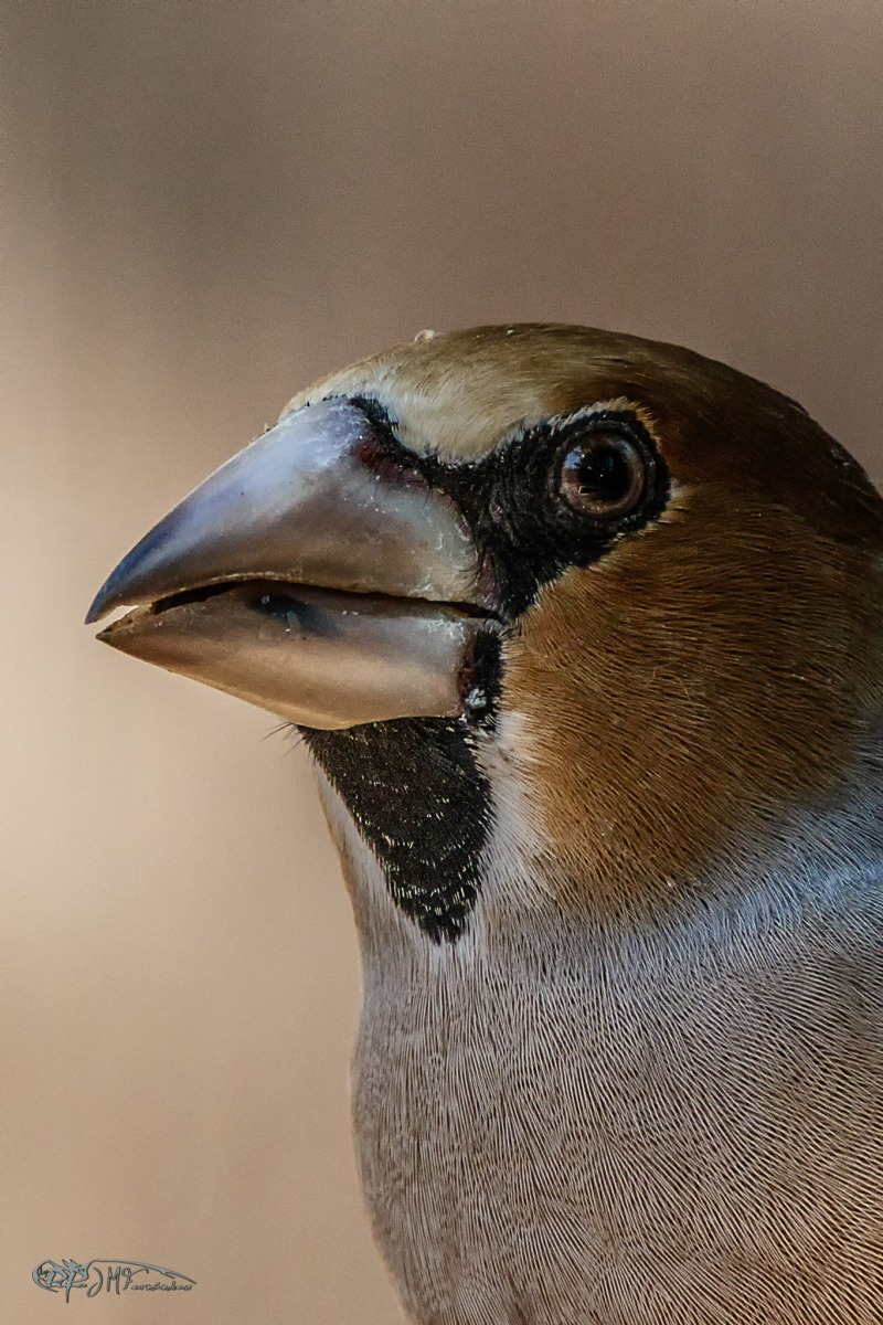 48048142718_5093b59fc8_or