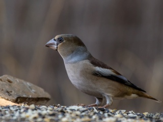 Picogordo. Coccothraustes Coccothraustes