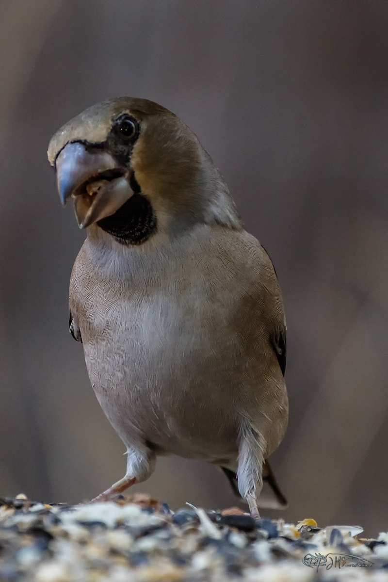 48048144378_1b4df96a60_or