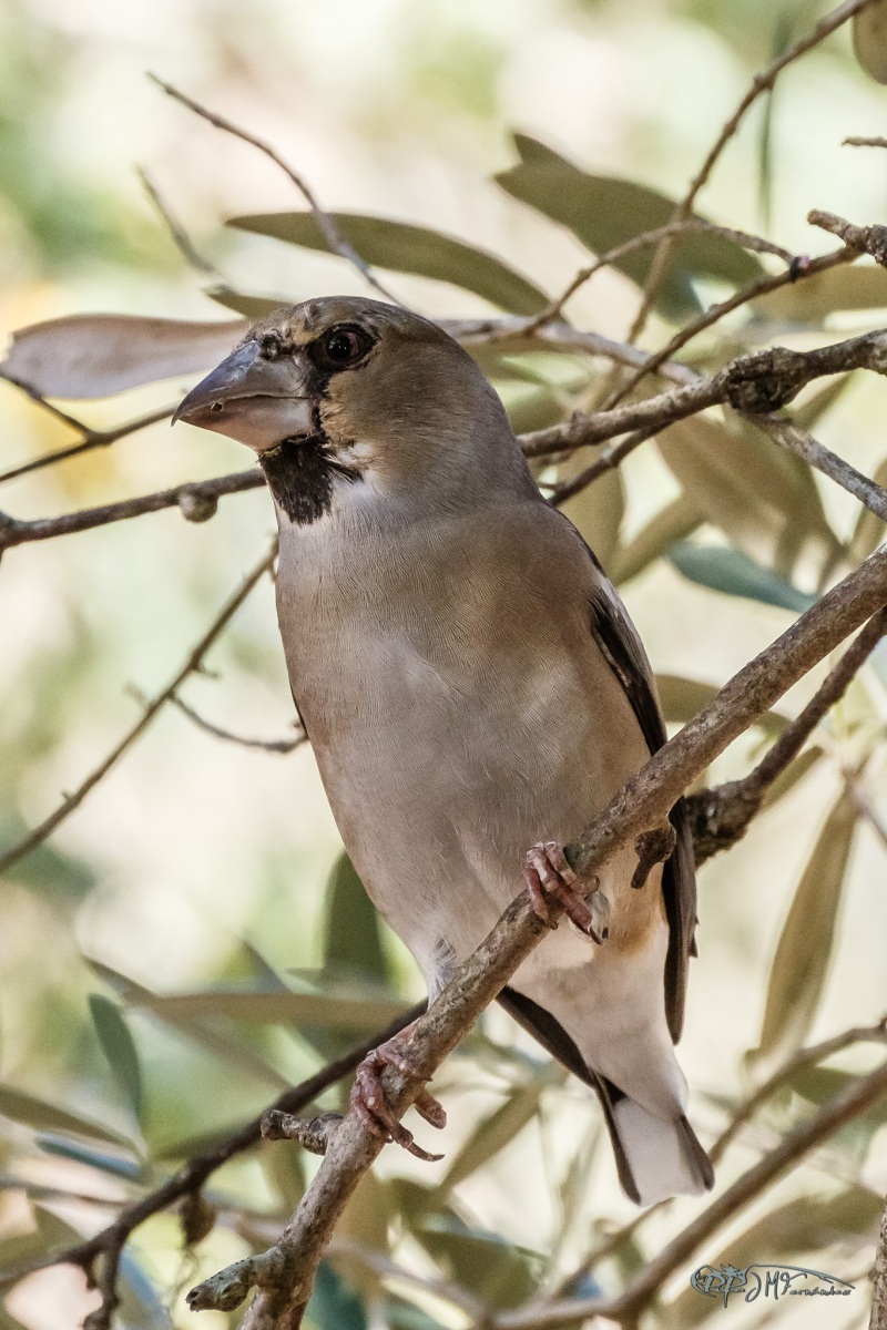 48048183357_5cdc4fe1e5_or