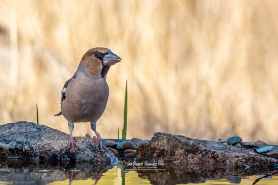 Picogordo. Coccothraustes Coccothraustes.