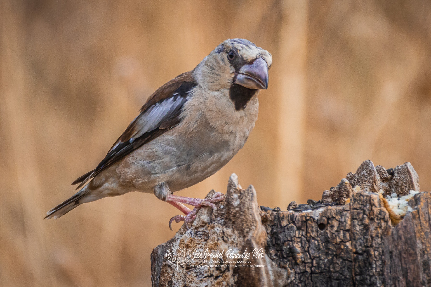 50344671231_2654ab8e02_or