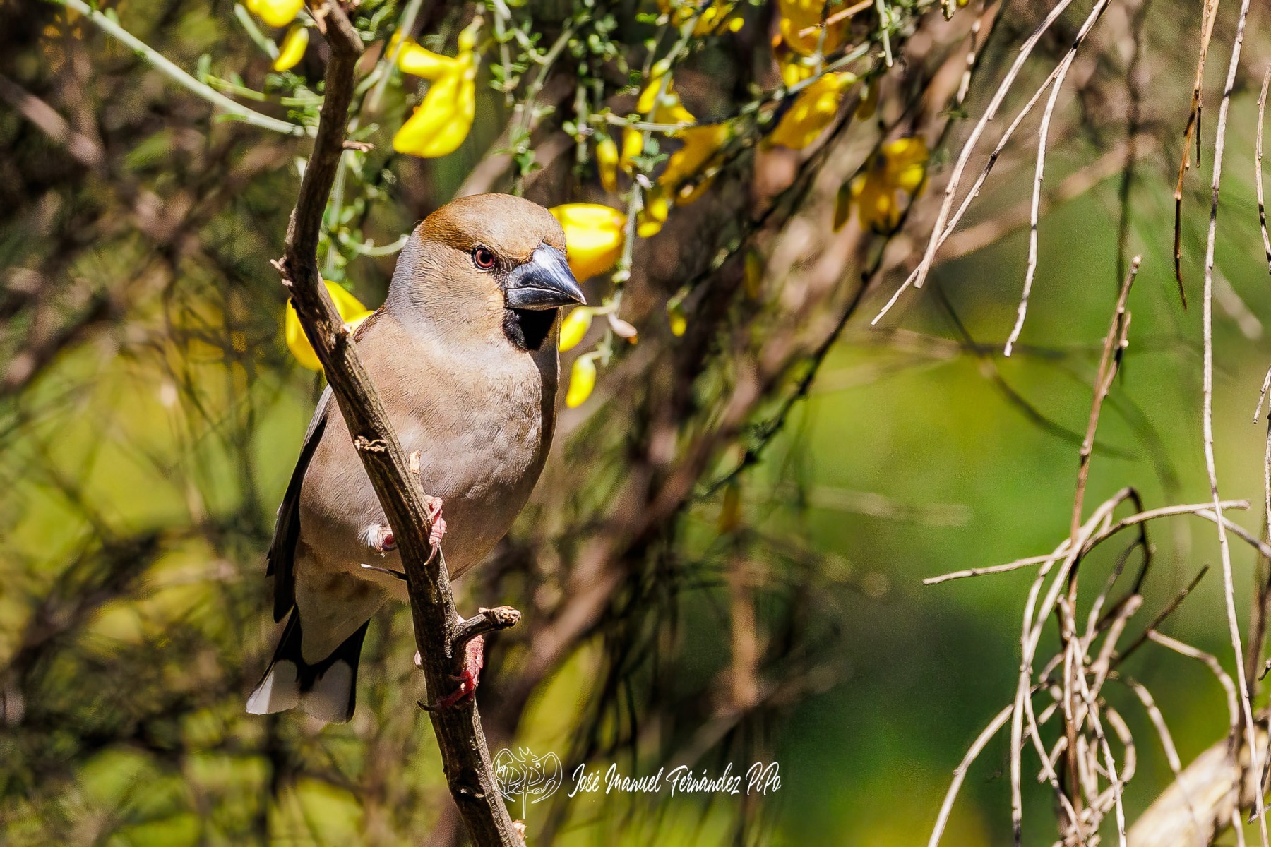 PiPo_551813-Erlr