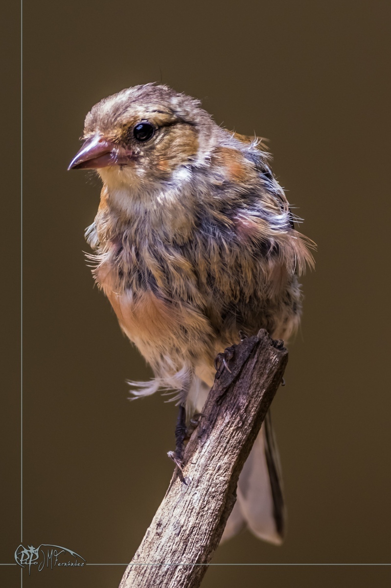 32635551337_b66be0a257_or