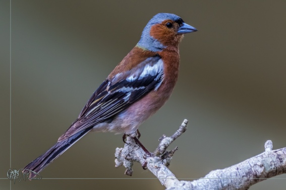 Pinzon Vulgar. Fringilla Coelebs.