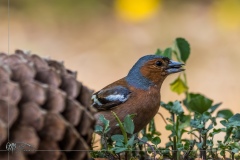 Pinzón Vulgar. Fringilla Coelebs.