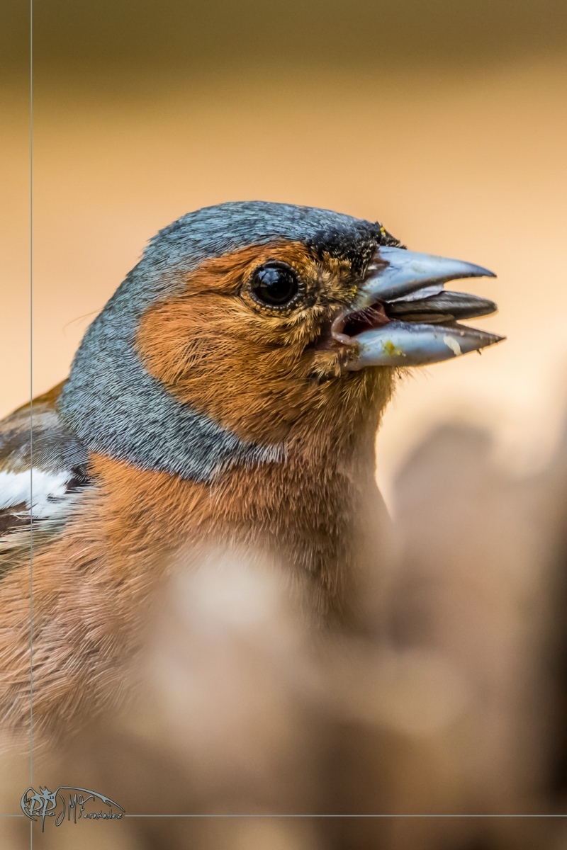 32635554417_afb53a4029_or