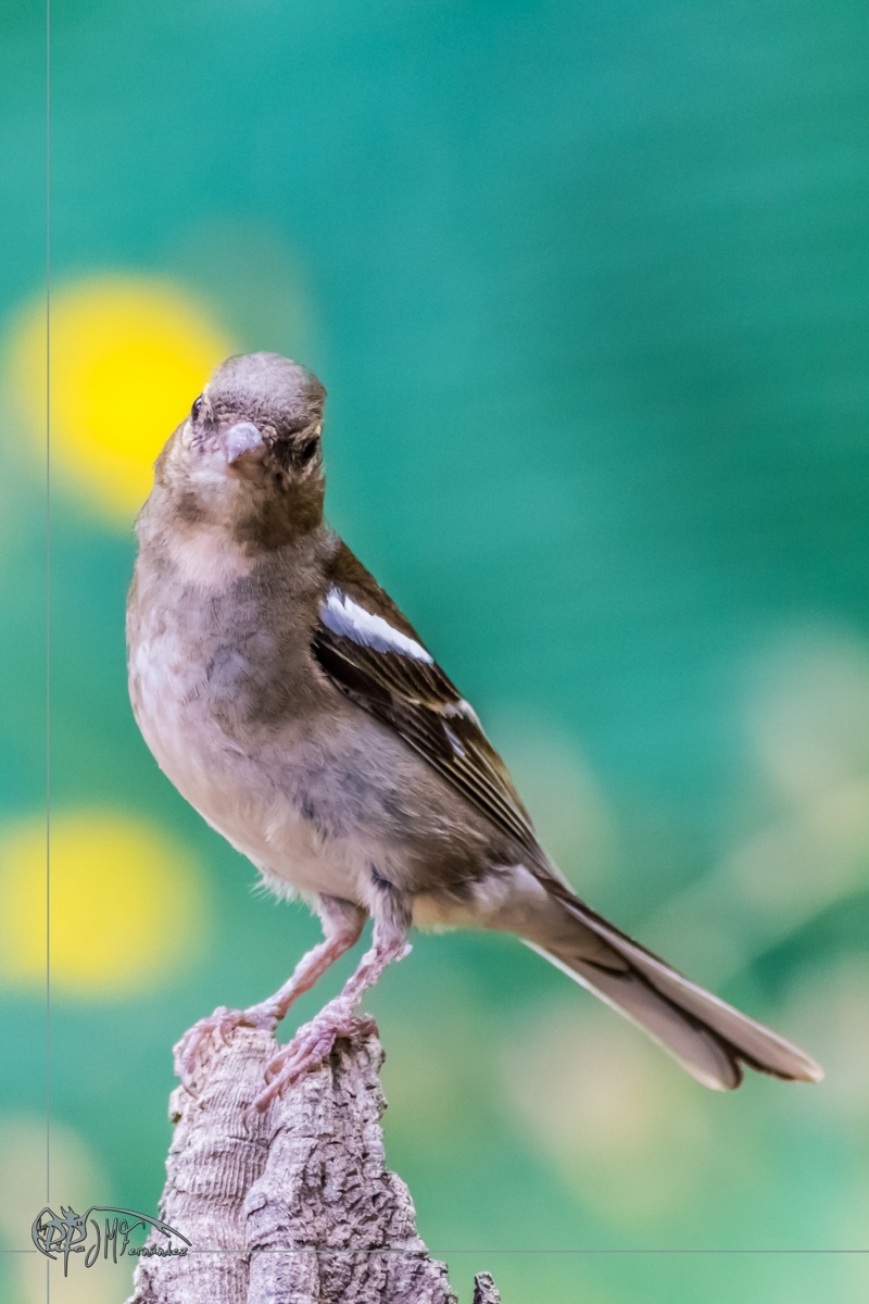 32635556617_74cca58ca0_or