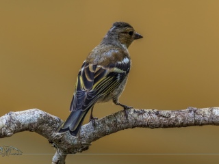 Pinzon Vulgar. Fringilla Coelebs