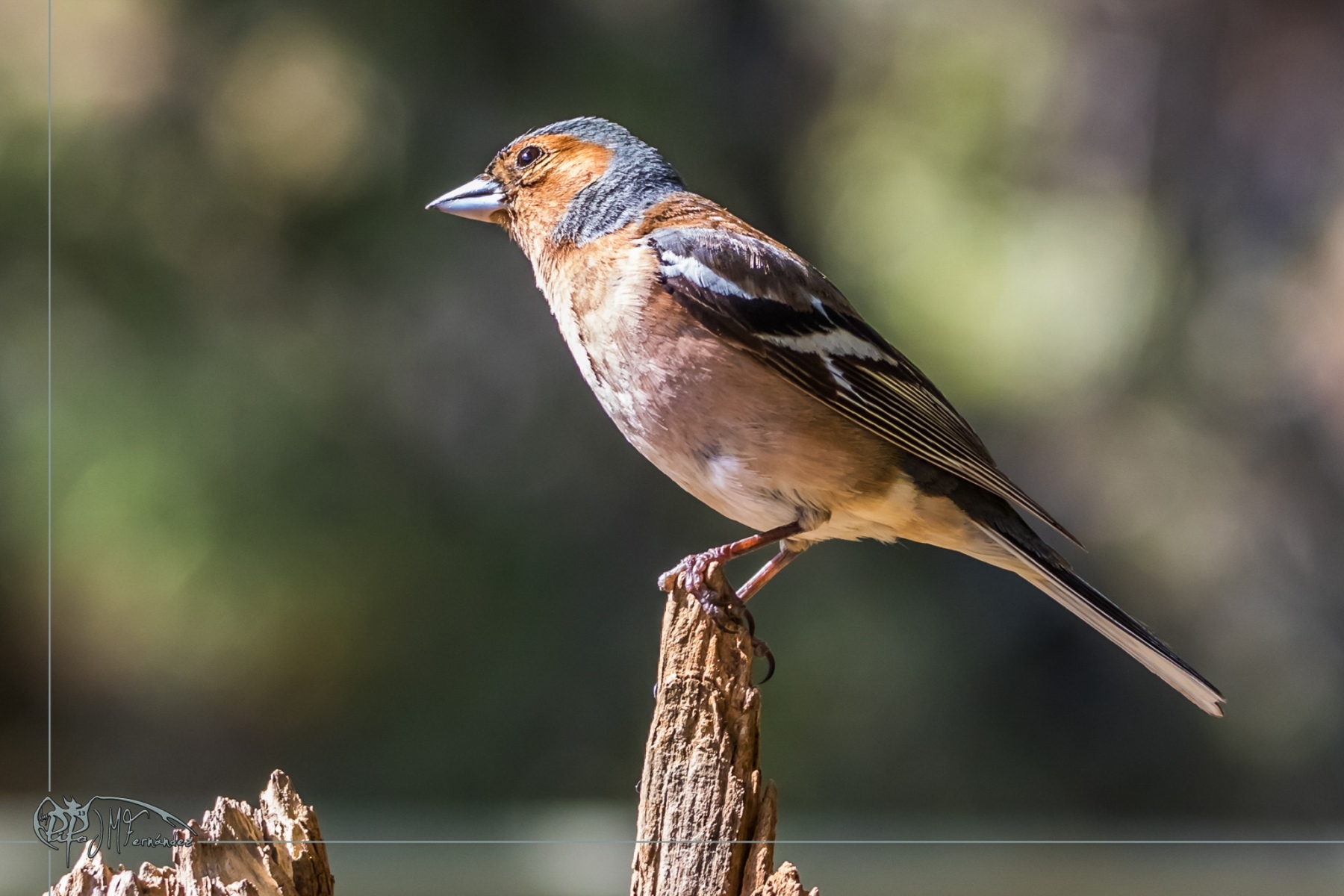 46854167564_f1c82d6a60_or