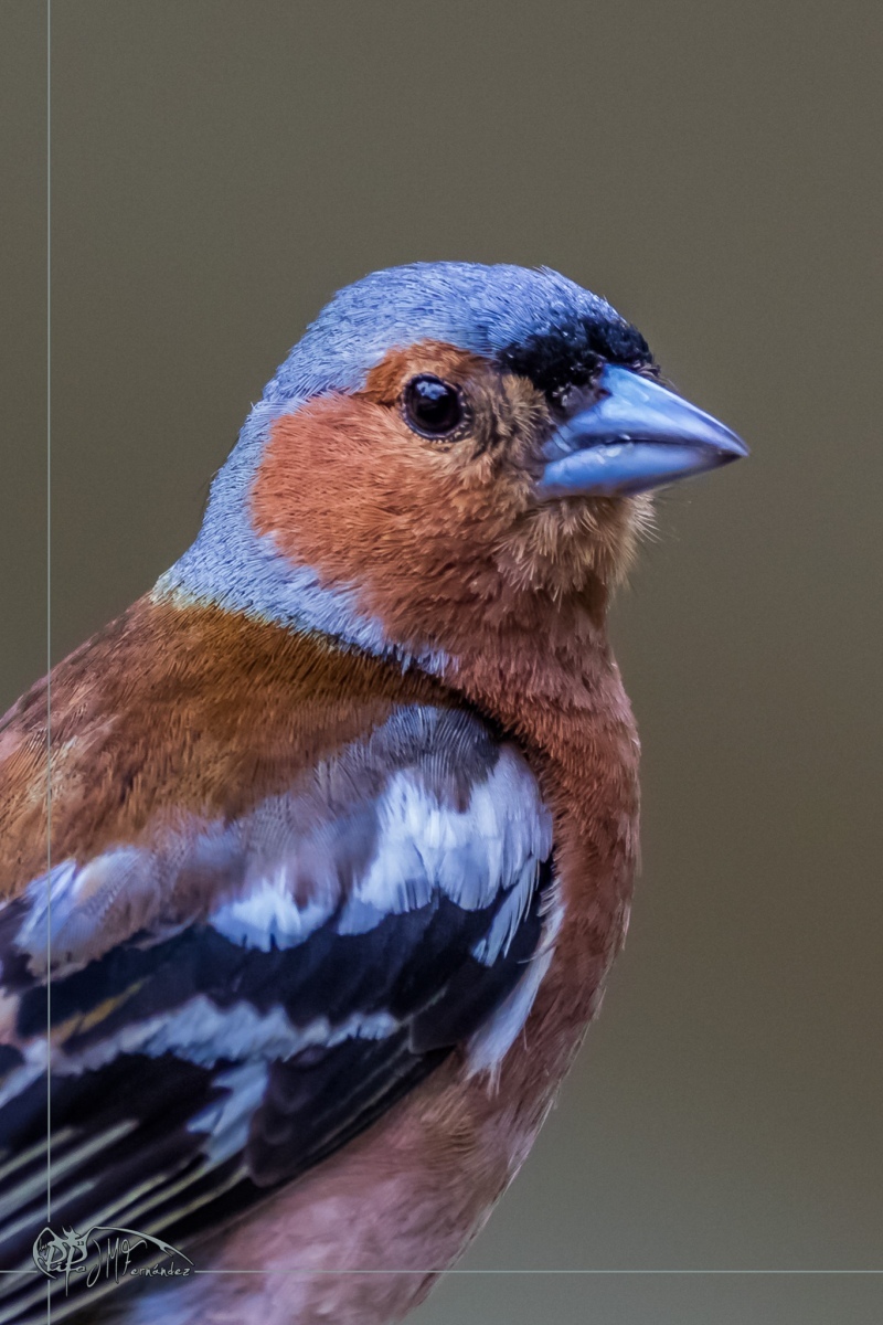 47577996231_833303ba6f_or