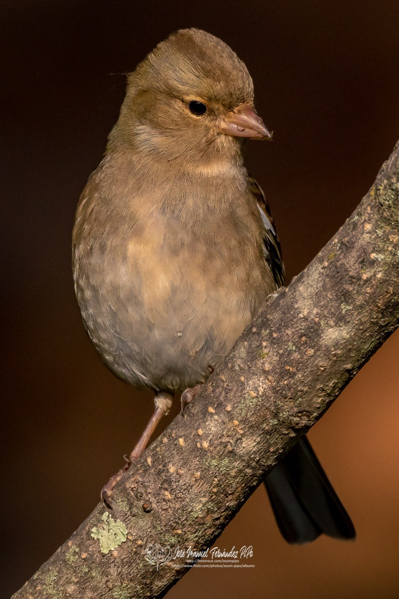 49143076592_62e18a3488_or