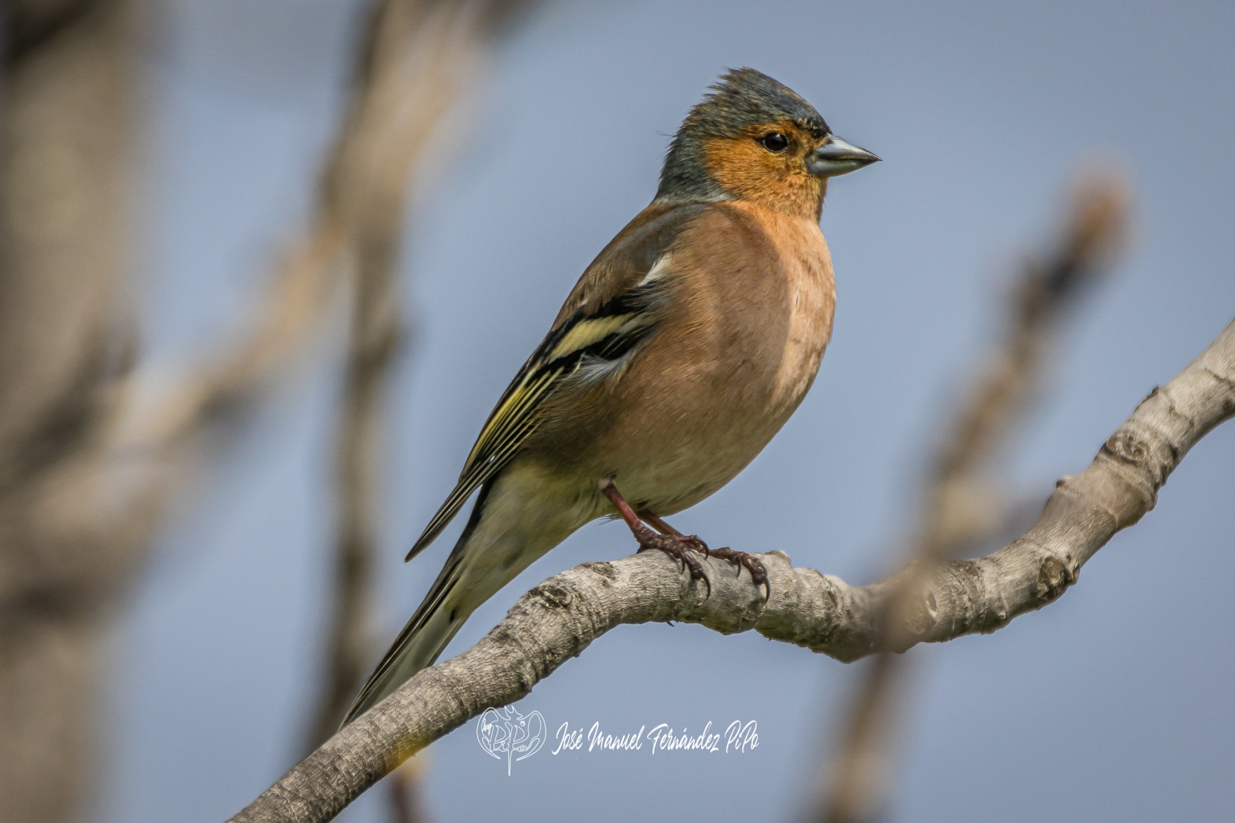 51081188821_4dd4562c21_or