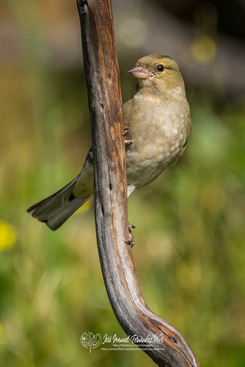 51081382607_6e8e3fff62_or