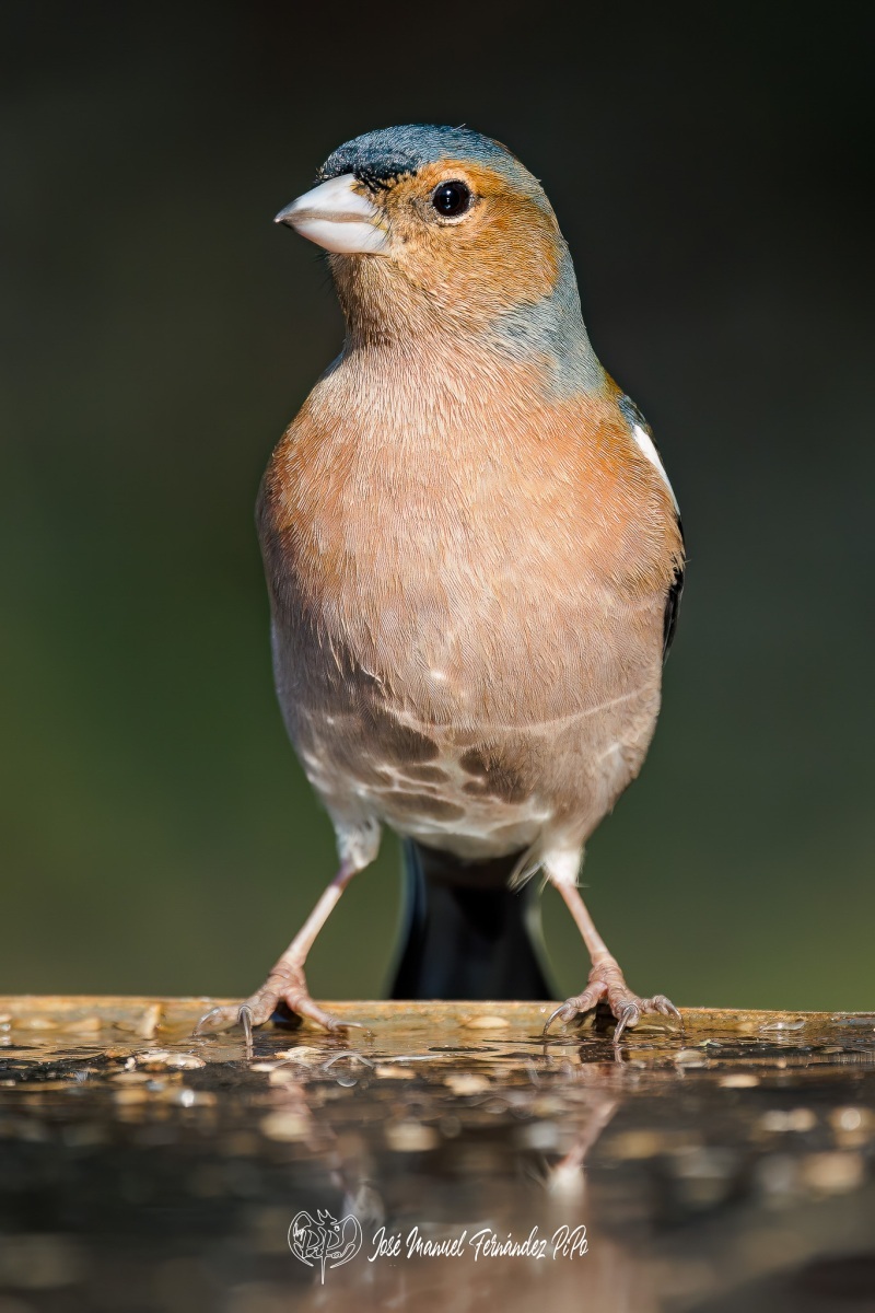 PiPo_477344-Editarrlr