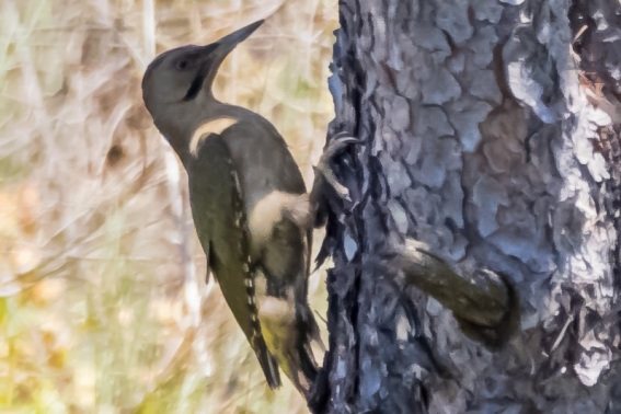 Pito Real. Picus Viridis.