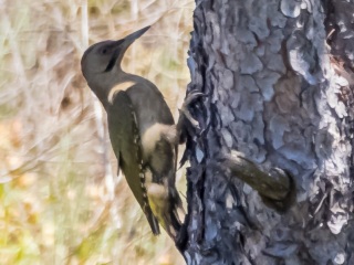 Pito Real. Picus Viridis
