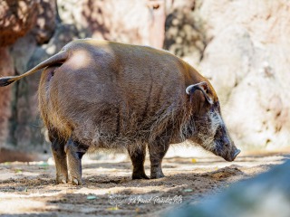 Potamoquero Rojo. Potamochoerus Porcus