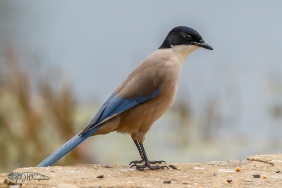 Rabilargo. Cyanopica Cooki.