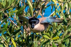 Rabilargo. Cyanopica Cooki.