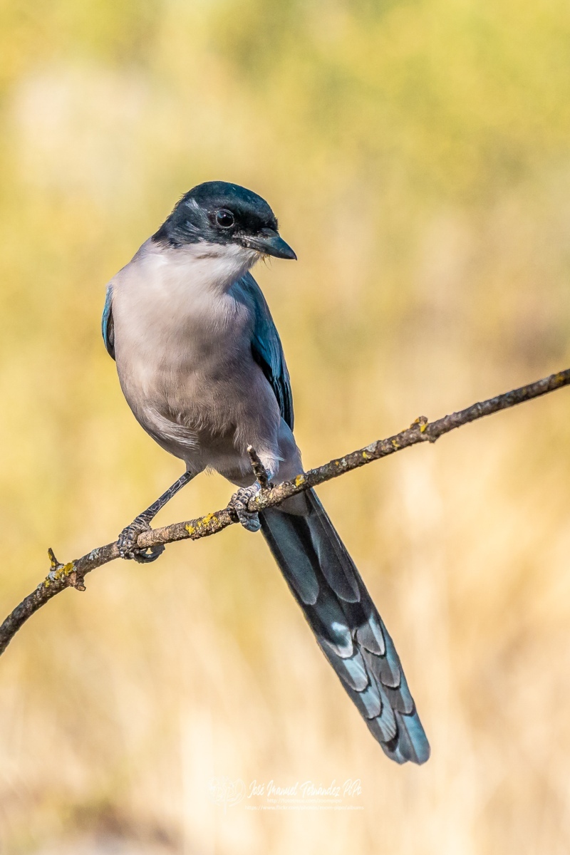 49159468056_a10f704f99_or