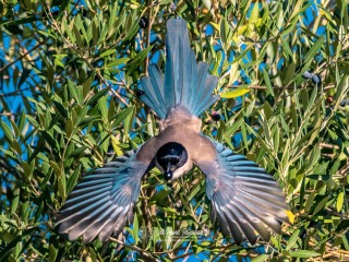 Rabilargo. Cyanopica Cooki
