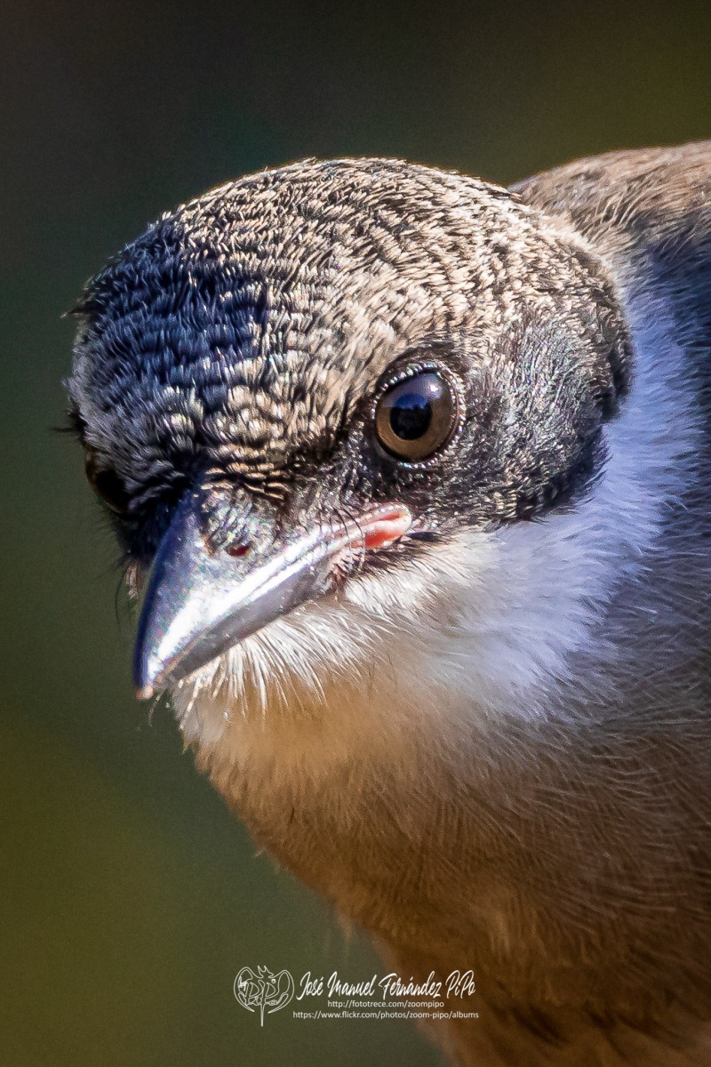 50013268772_7989ca920c_or