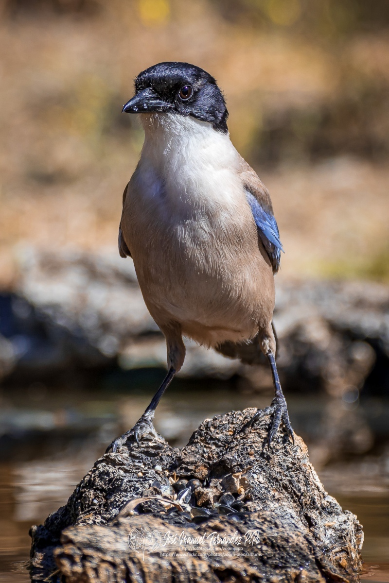 50065747987_df8d49ea16_or