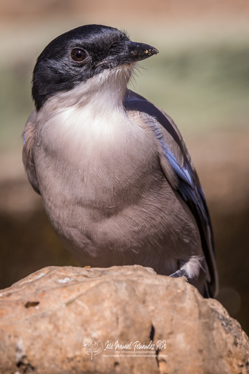 50671899132_b8d46ef893_or