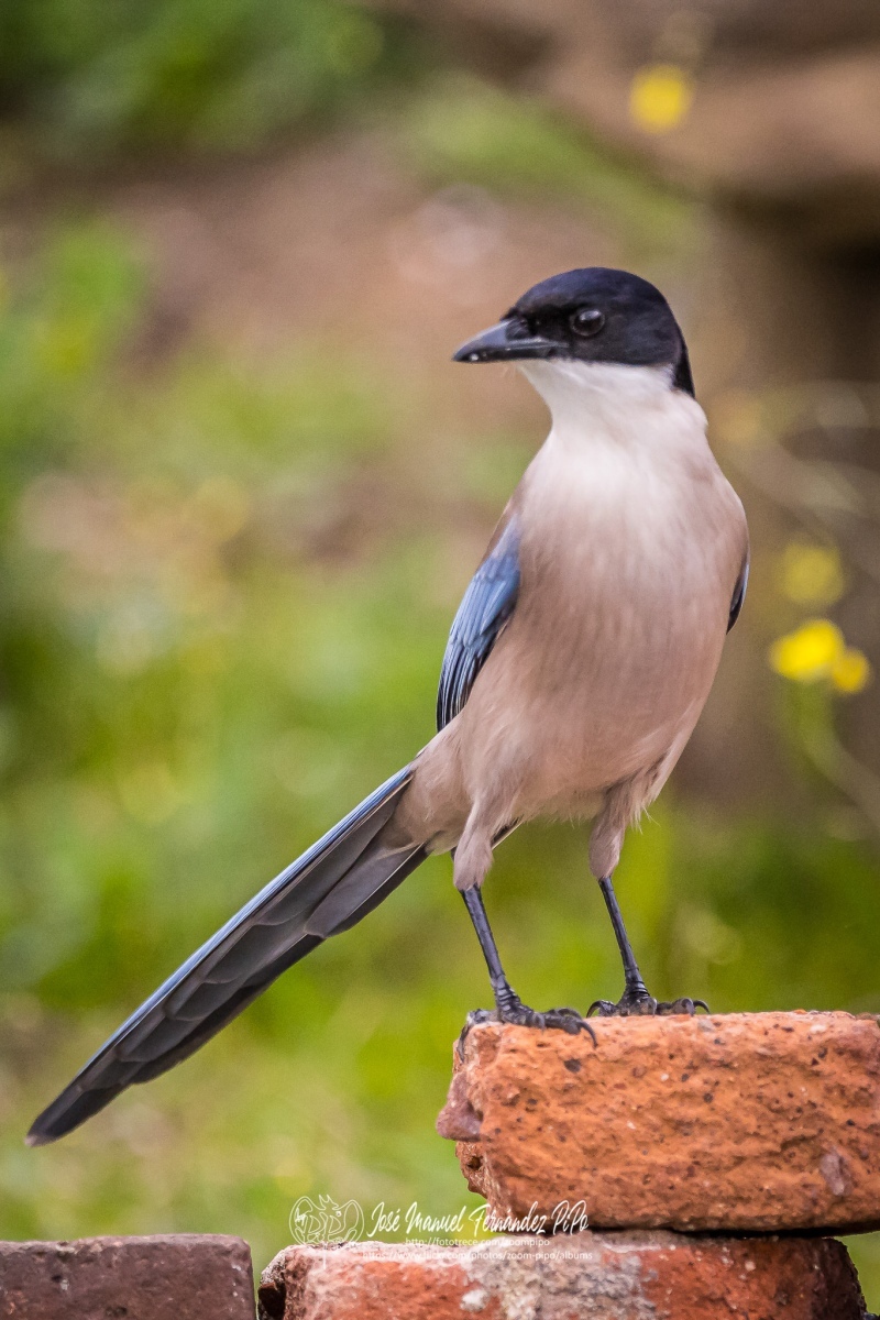 50914520606_21589e04e1_or