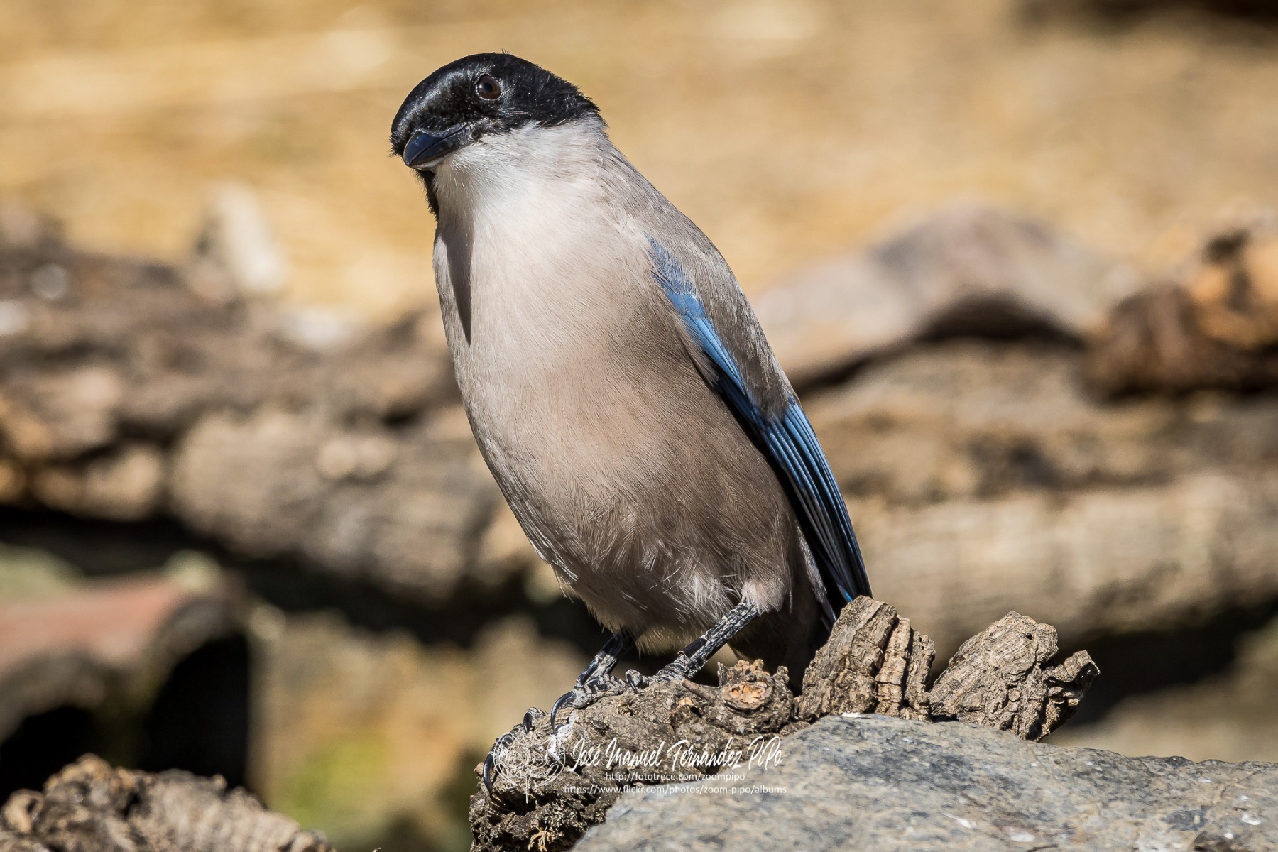 50994022871_f855fe9fe1_or