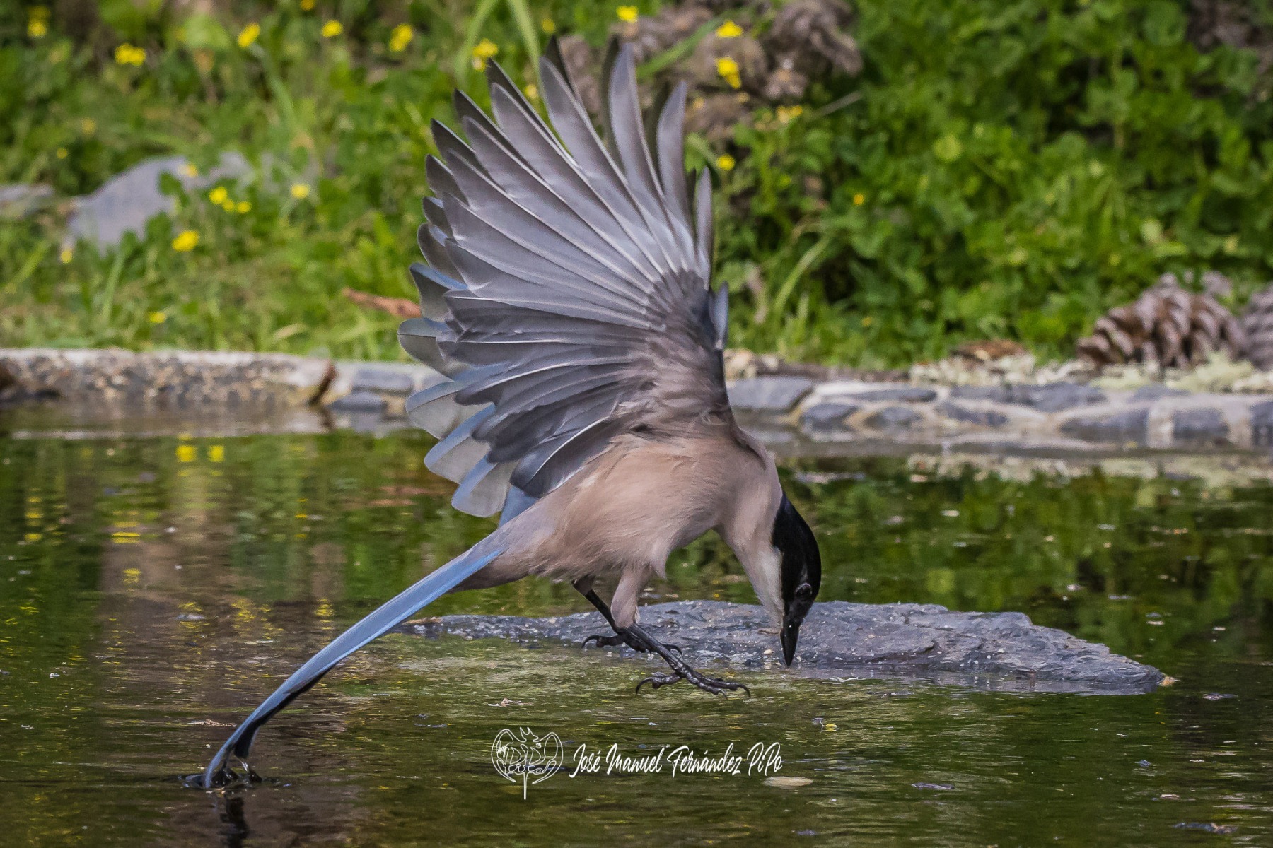 51012004860_ce25ffbaf3_or