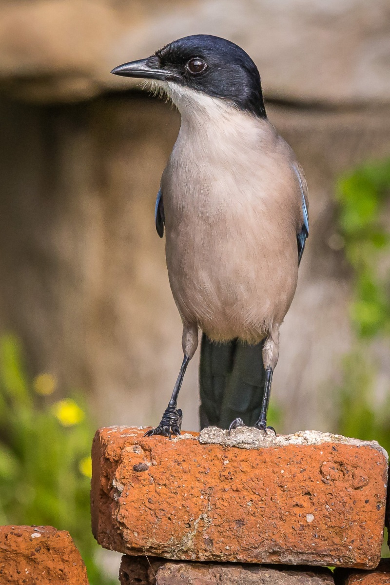 51014272125_e12d4c8cc7_or