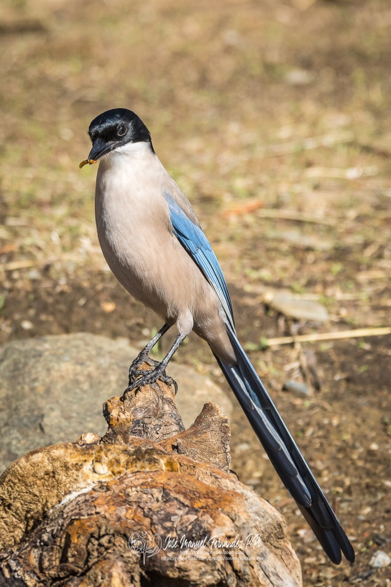 51028858196_6f0e84aa7e_or