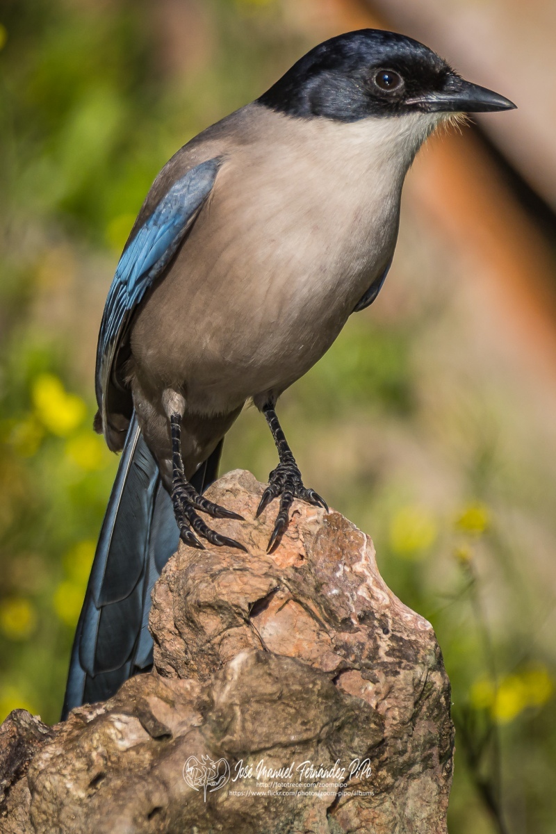 51054387653_6837d822f1_or