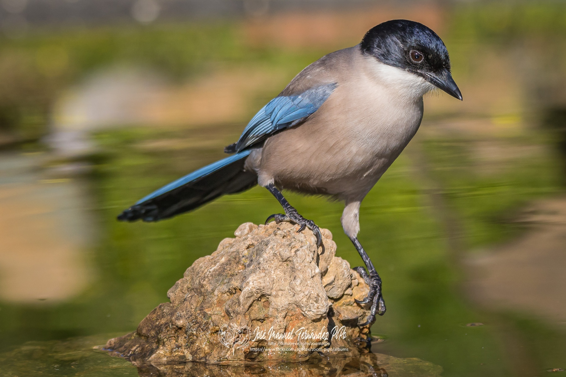 51055263972_02e6f466e0_or