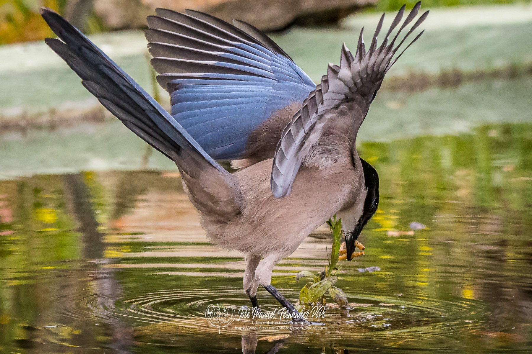 51077481783_3094a97a50_or