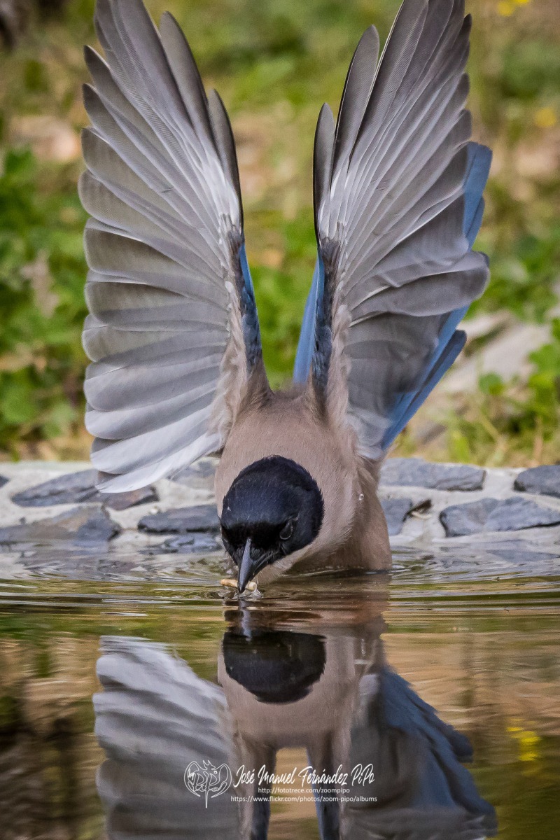 51078179826_a68b0b7c13_or