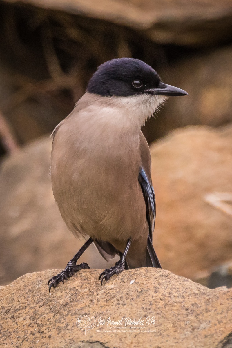 51078182426_a48d6562a1_or