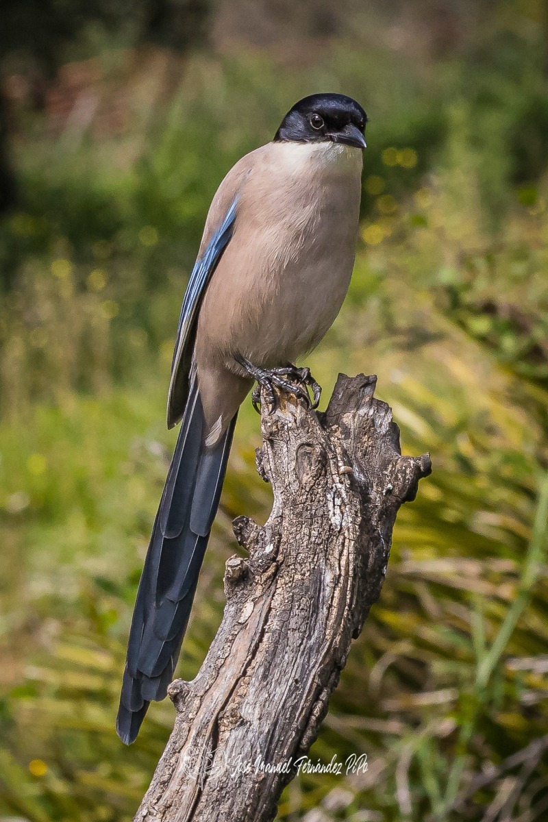 51080491958_dc8cb7cbcc_or