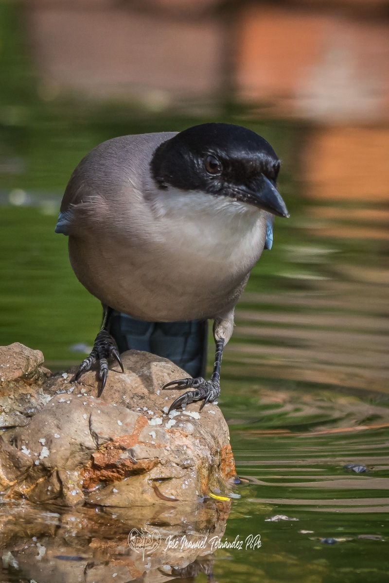 51080493838_14c6dfdd8f_or