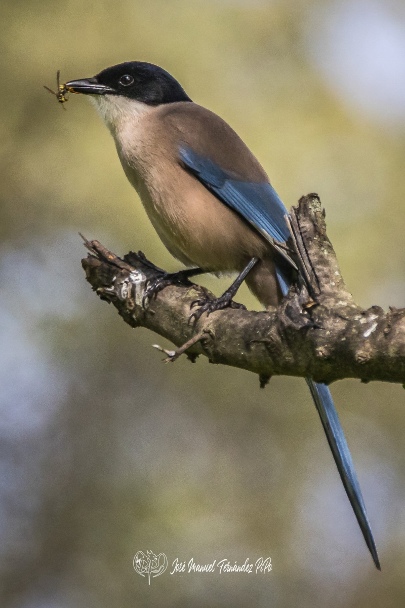 51081189676_224069ff92_or