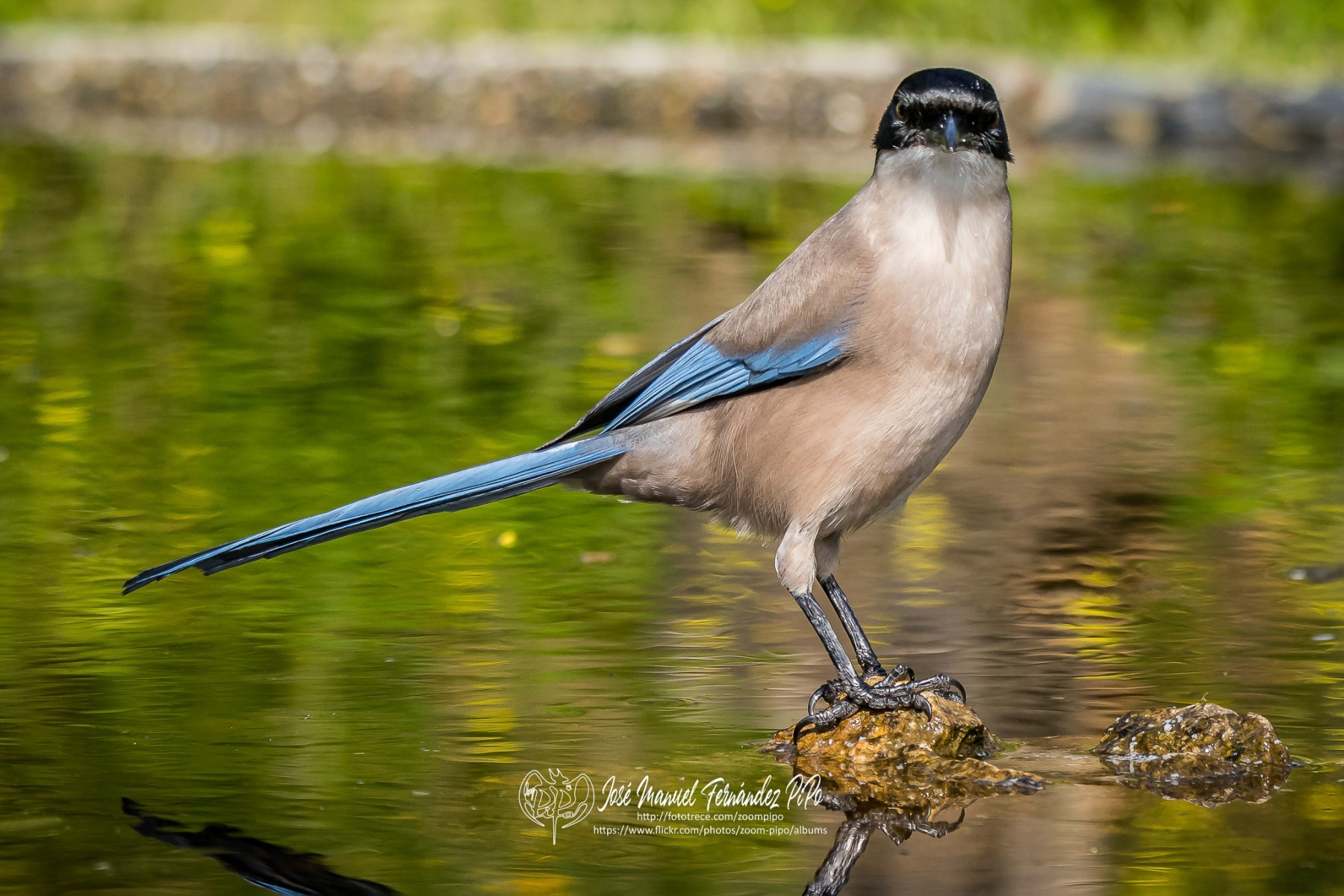 51081382247_0ebc6dd60e_or