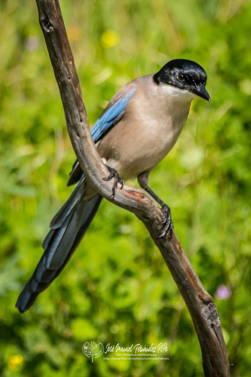 51081382397_7855459d80_or